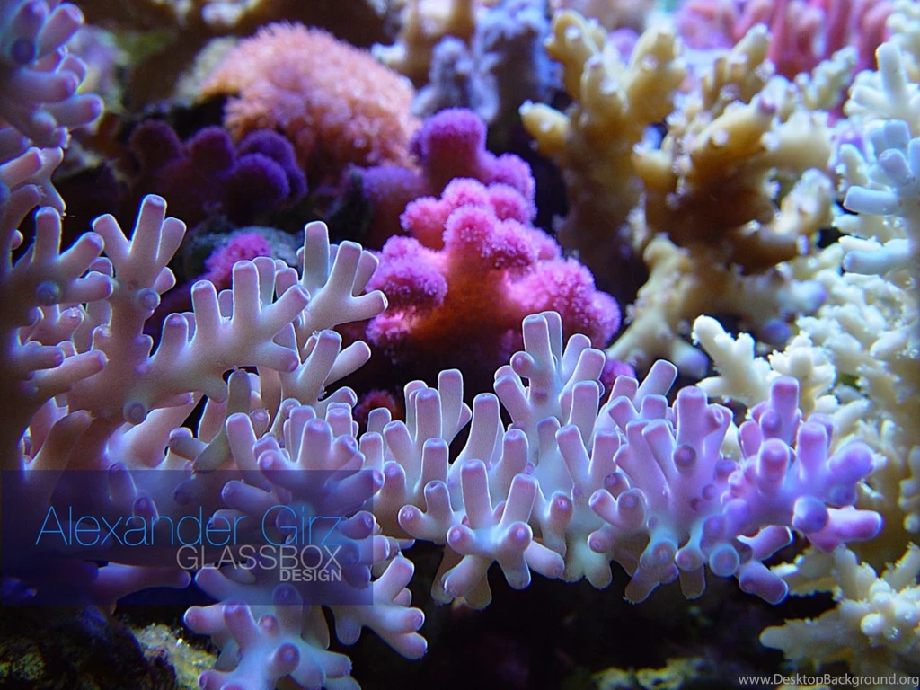 Saturday, August 6, 2011 By Trends Coral Reef Wallpapers Hd