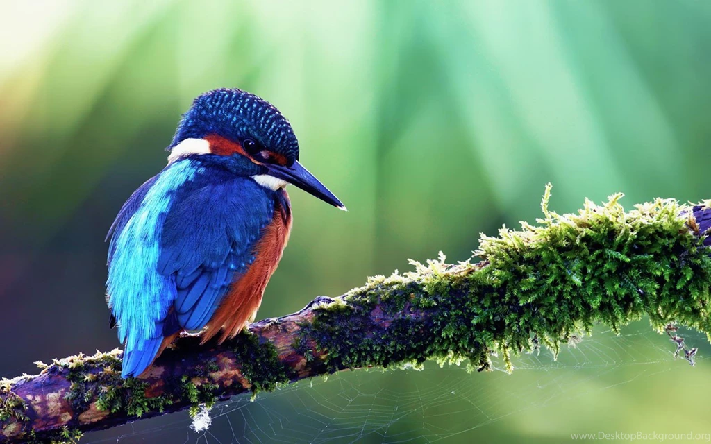 Free Wallpapers For Android Tablet 3.jpg