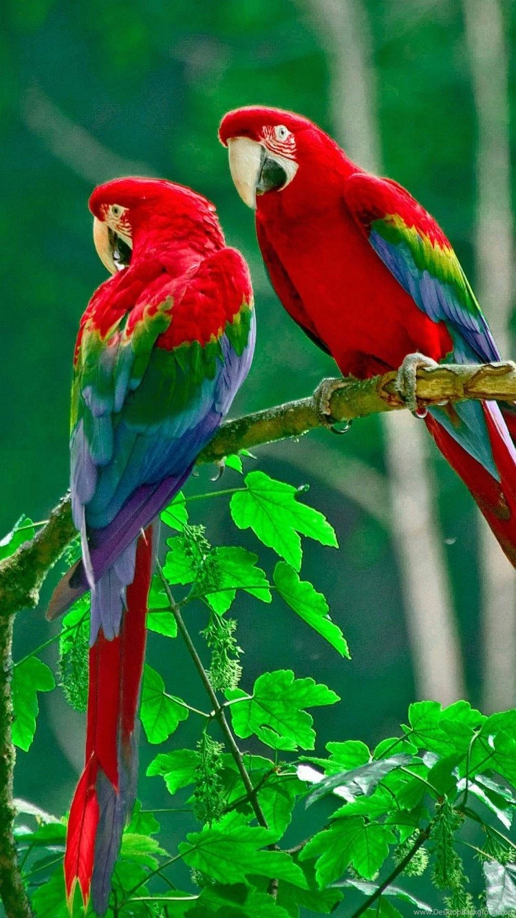 Wallpapers Iphone 6 Inches 4 7 Awesome Hi Quality