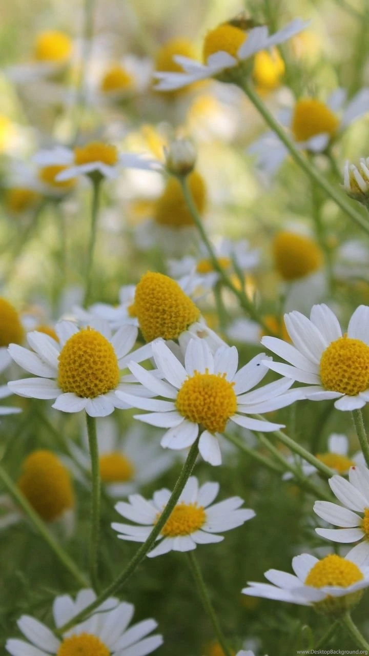 Android Mobile Wallpapers Spring Season