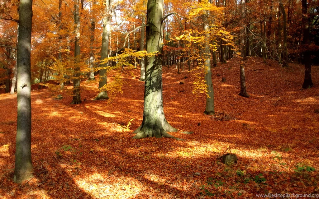 Tree Forest Wood Autumn Fall Season Leaves Wallpapers