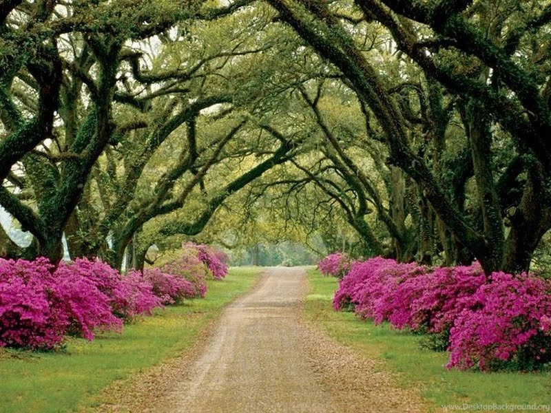 What A Peaceful Road Wallpapers