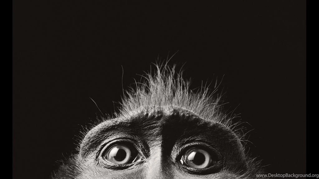 Monkey Eyes Monochrome Animals Photo HD Wallpapers Wallpapers ...