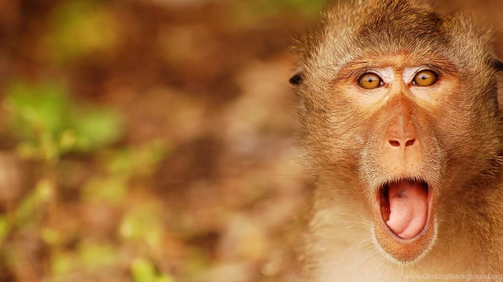 High Resolution Monkey Indian Monkey Wallpapers Full Size ...