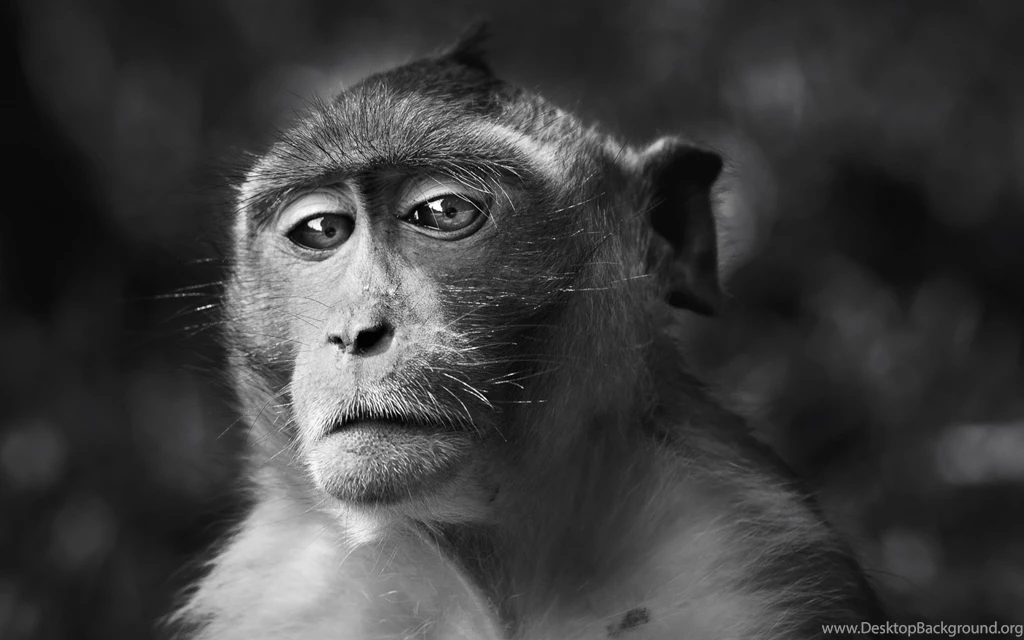 Download Wallpapers 2560x1600 Monkey, Face, Eyes, Black And White ...