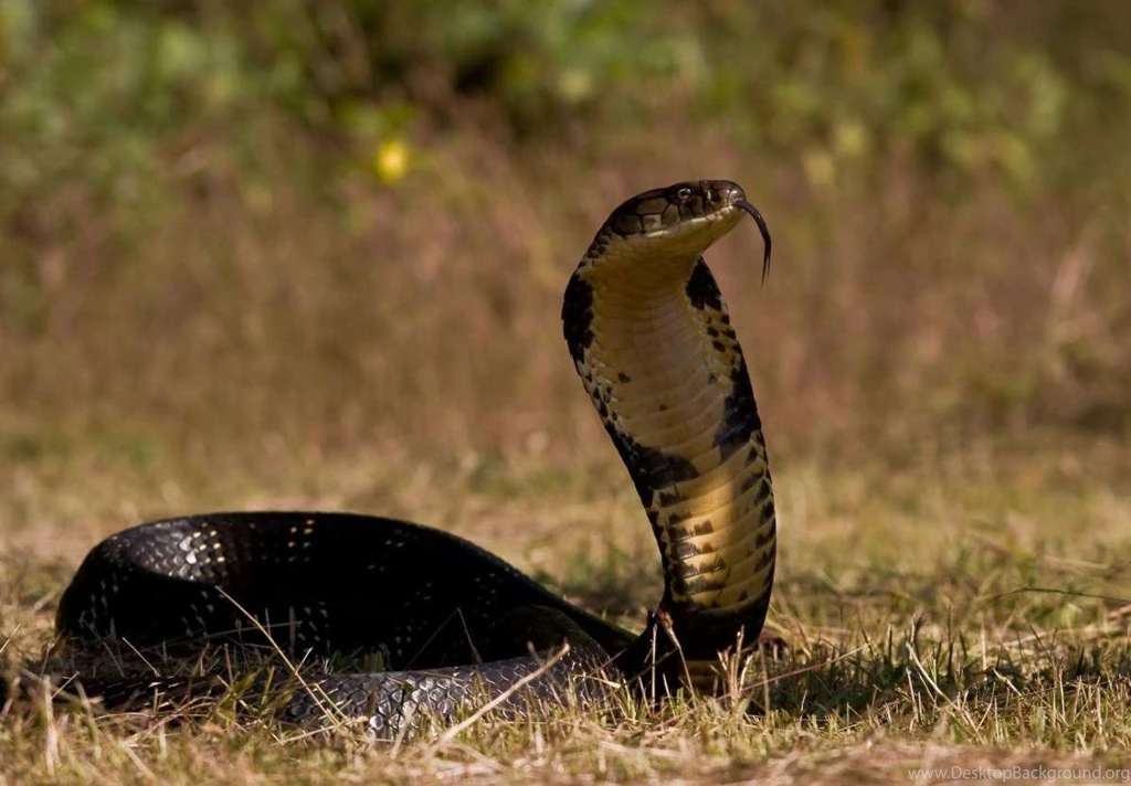 Awesome Cobra Snake HD Wallpapers.