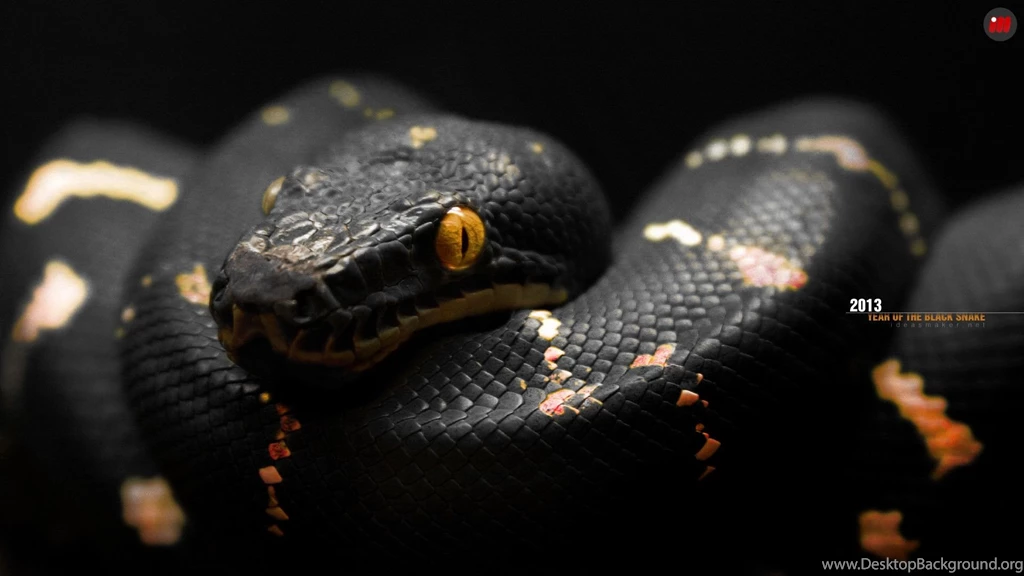Snake Wallpapers Wallpapers Cave
