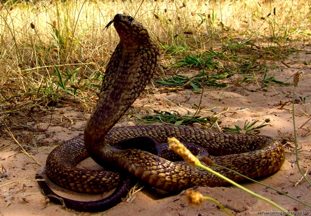 Black Cobra Snake Wallpapers