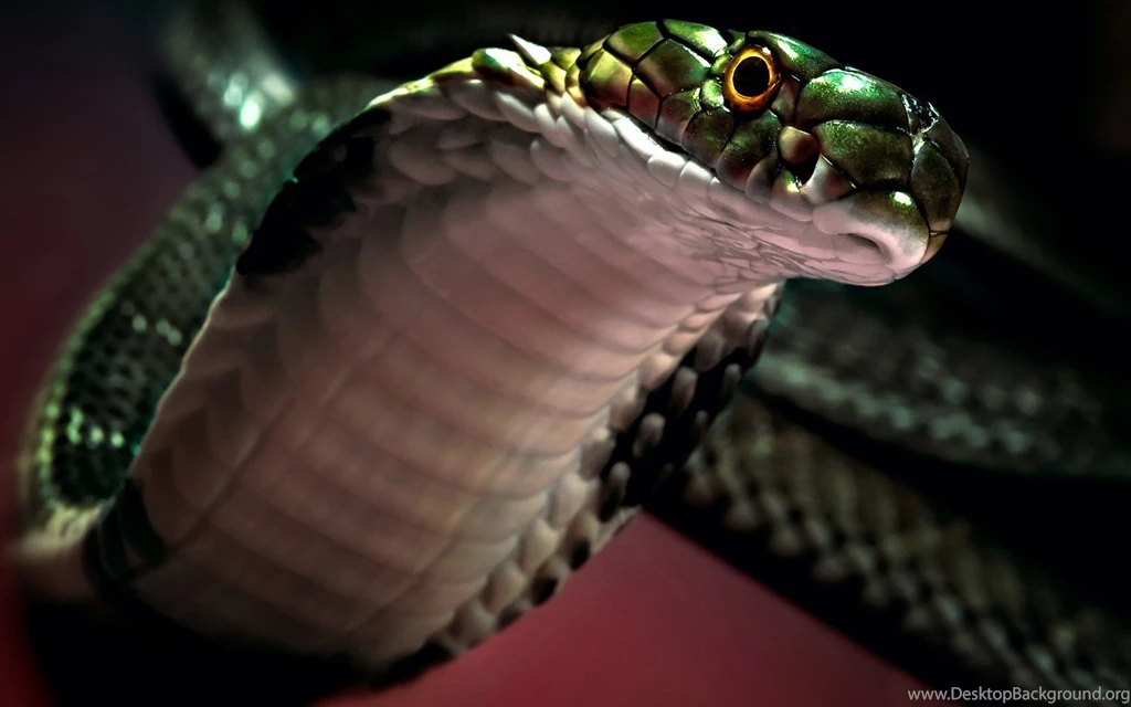Cobra, Wild, Snake, Tongue, Black Color, Animals Photos, Hd Wallpapers