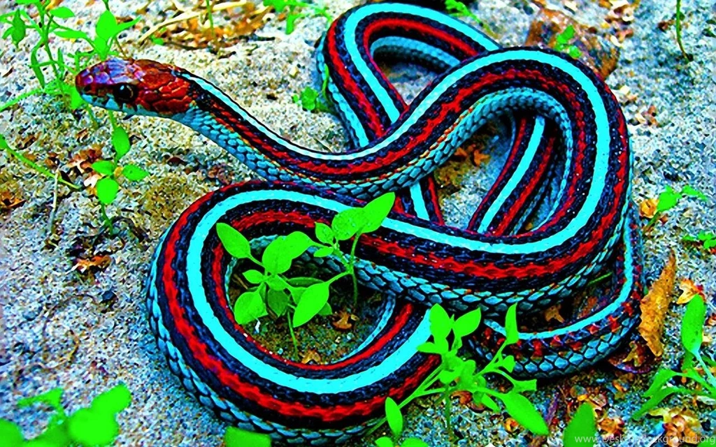 Best Jungle Life: Red And Blue Snake Wallpapers And Pictures