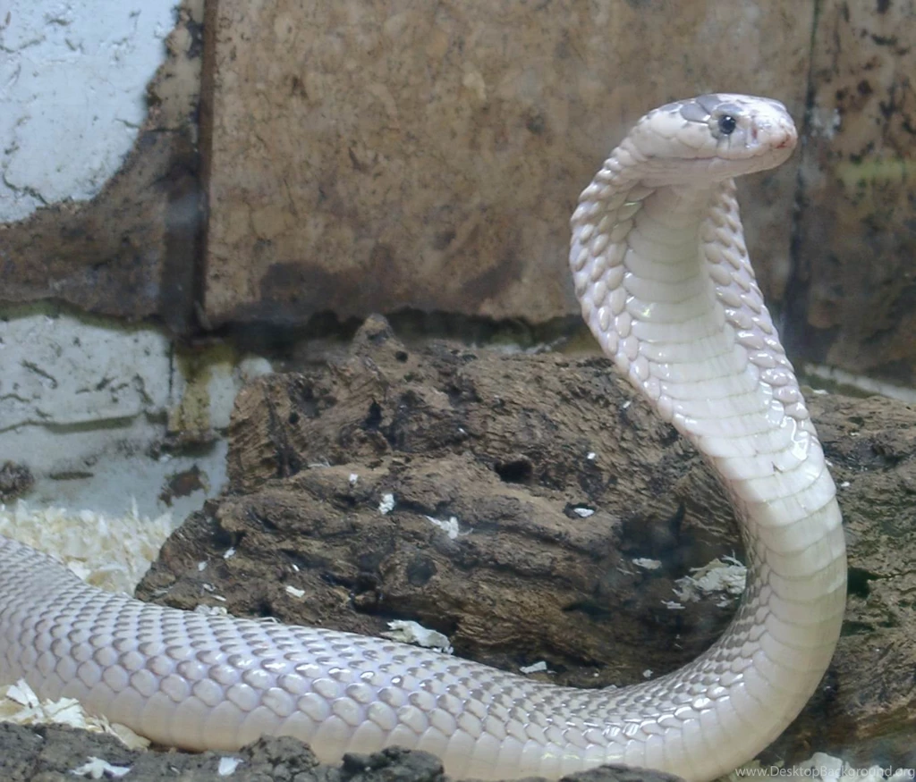Cobra Snake Wallpapers