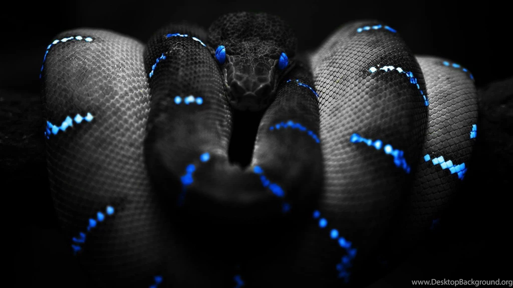 Cobra Snake HD Wallpapers