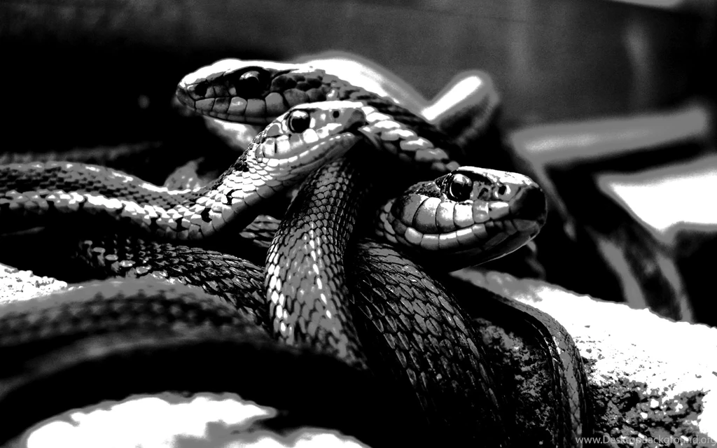 Snakes
