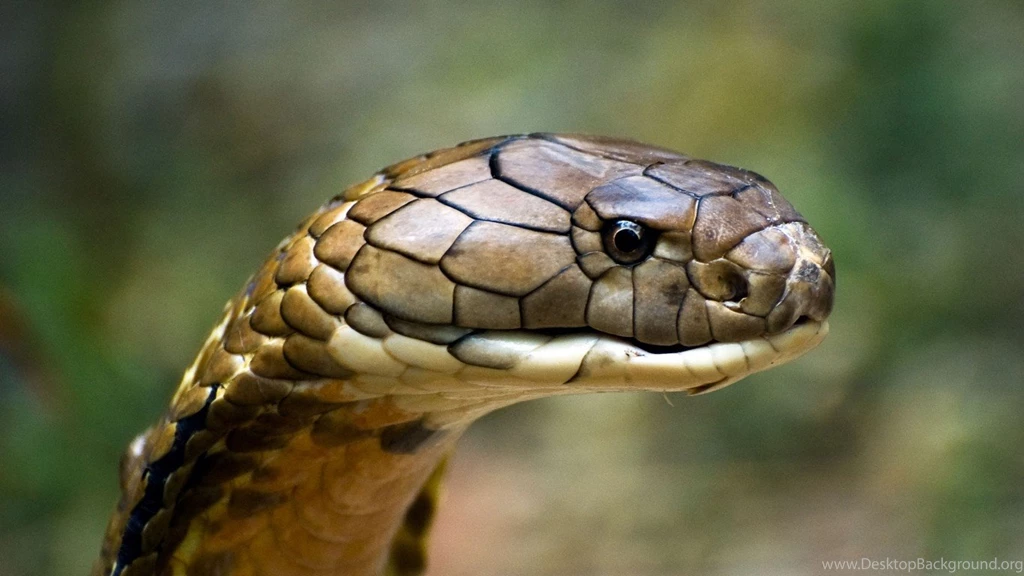 Bull snake