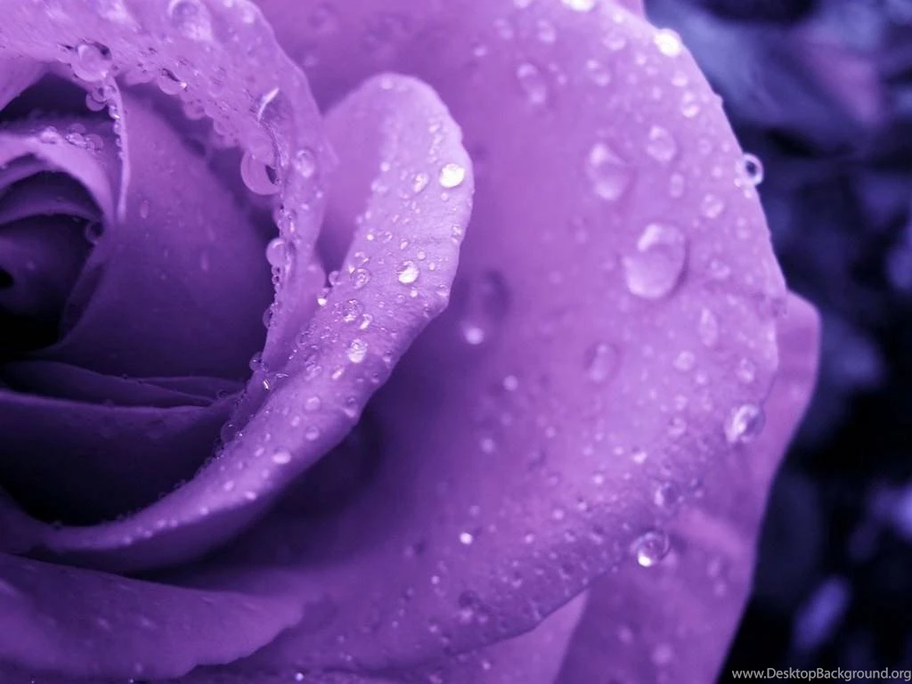 Purple Rose   Purple Wallpapers (34727275)   Fanpop