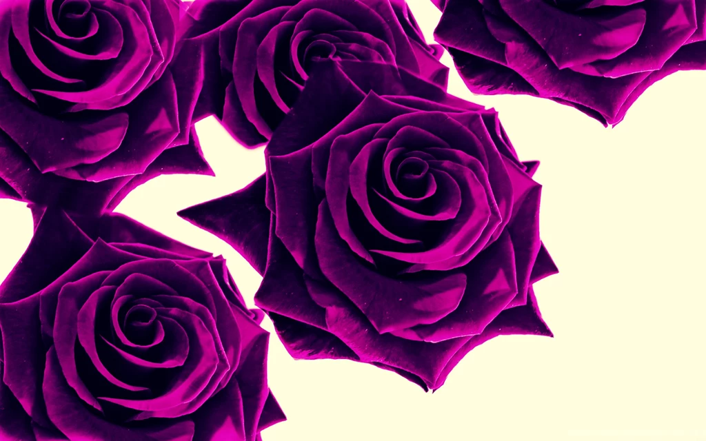 Purple Roses Wallpapers