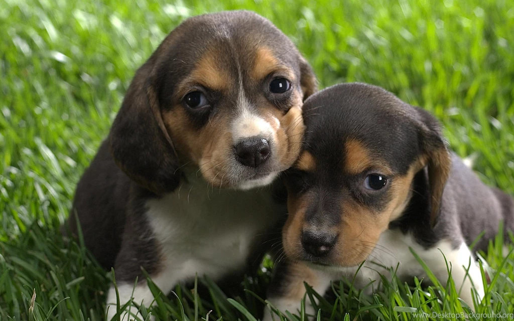 Animals Wallpapers 041, Free Desktop Wallpapers, Cool Wallpapers