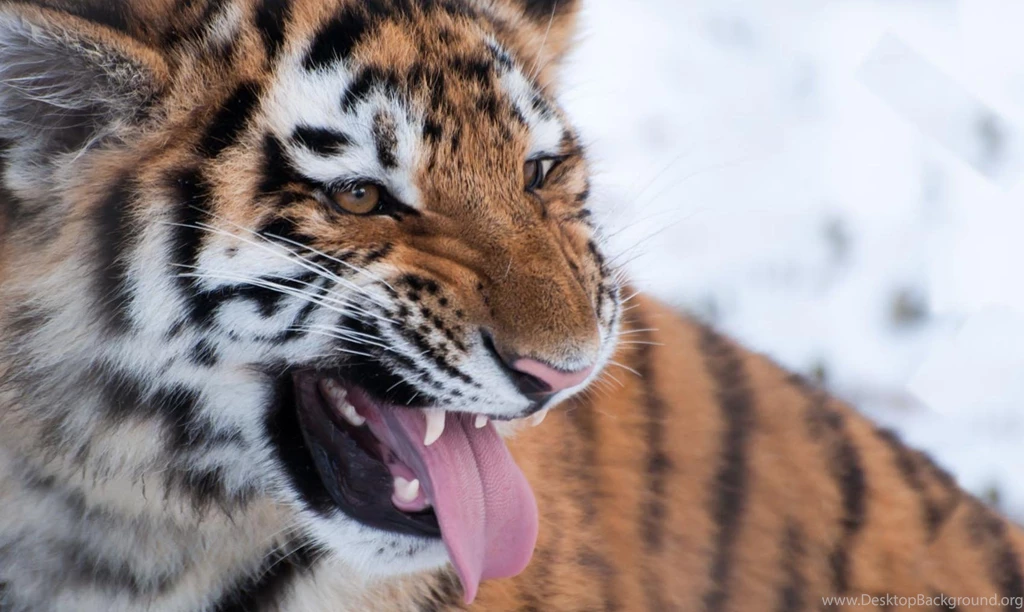 Wild Animal Wallpapers, Cool Pets, Desktop Images, Free Wallpapers ...