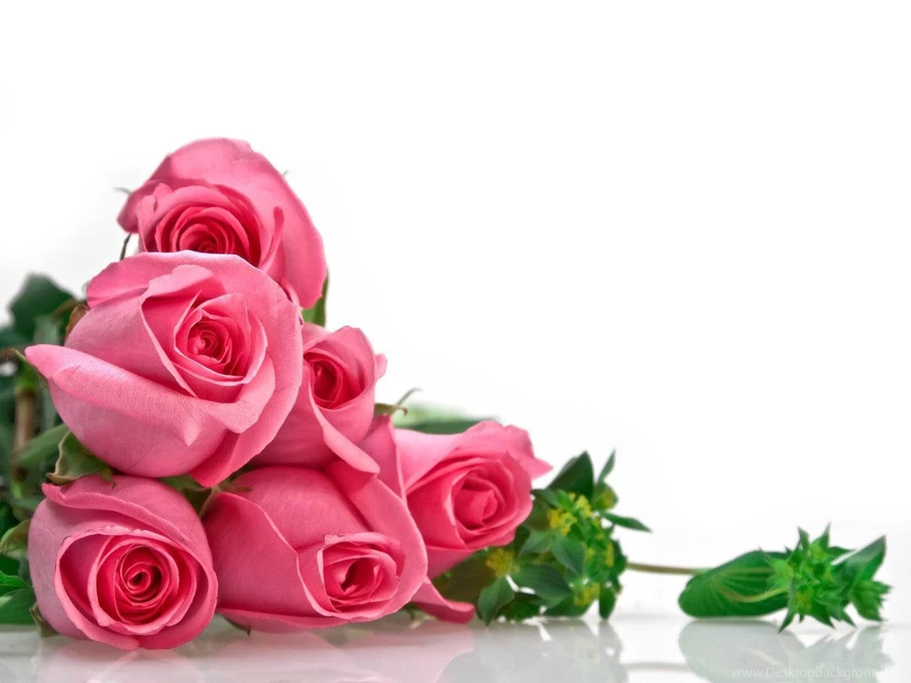 Rose Wallpapers