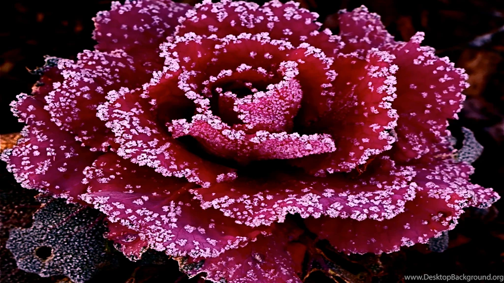 Purple Abstract Roses Wallpapers, Rose Flower Images, Rose ...