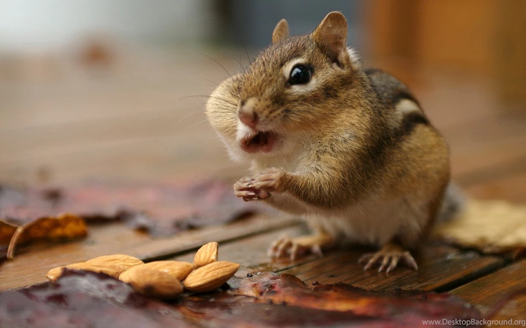21 Cute HD Chipmunk Wallpapers HDWallSource.com