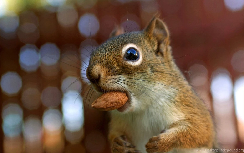 HD Chipmunk Wallpapers