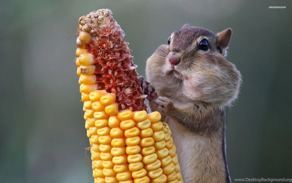 Chipmunk wallpaper.jpg