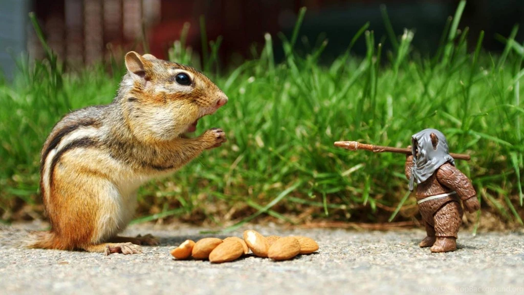 Grass Nuts Spears Chipmunk Wallpapers (