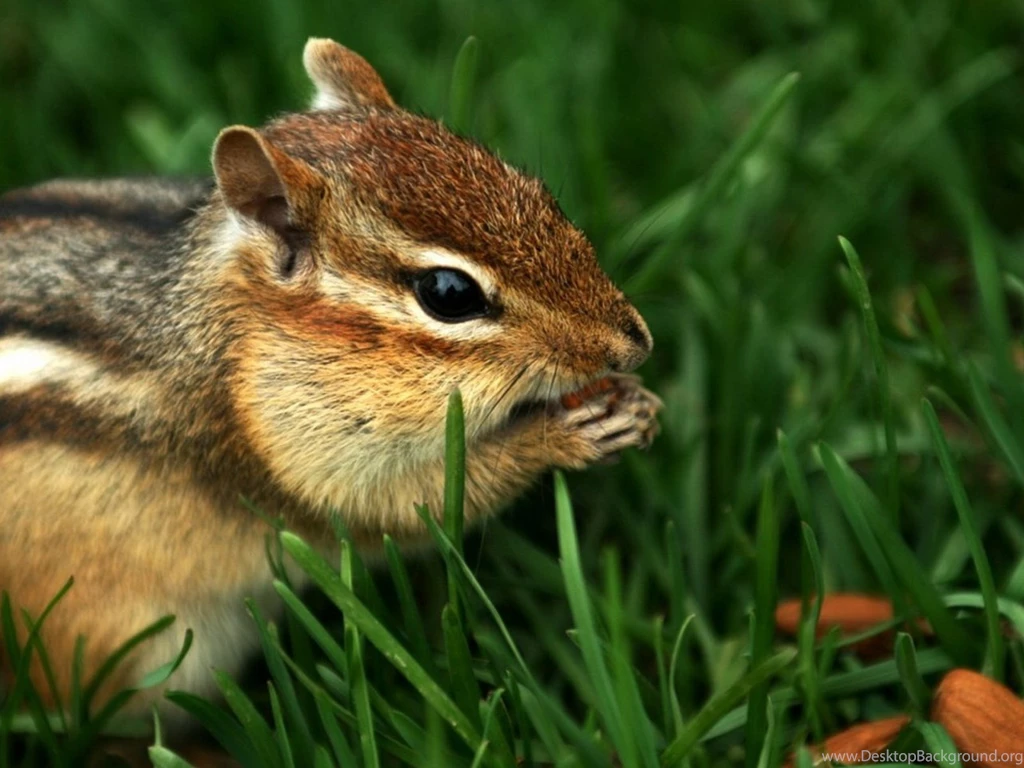 Chipmunk Wallpapers And Images Wallpapers, Pictures, Photos