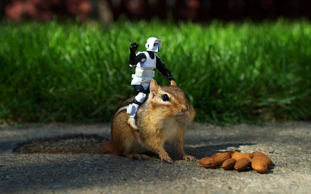 Chipmunk Wallpapers Pack Download FLGX DB