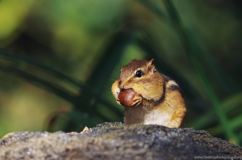Chipmunk Wallpapers