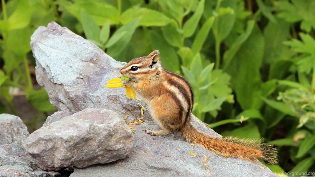 60 Chipmunk HD Wallpapers
