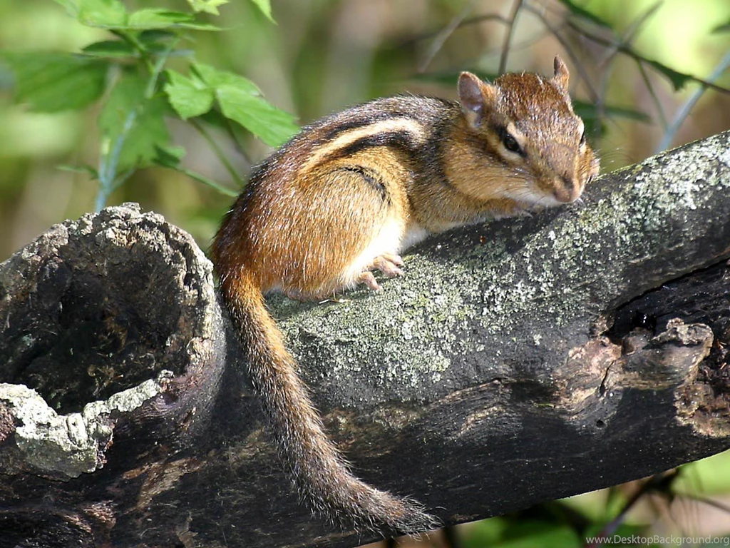 Free Chipmunk Wallpapers Download Animals Town