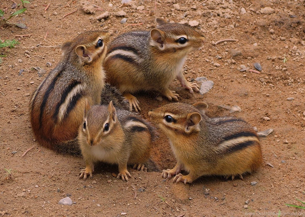 Awesome Chipmunk Photos