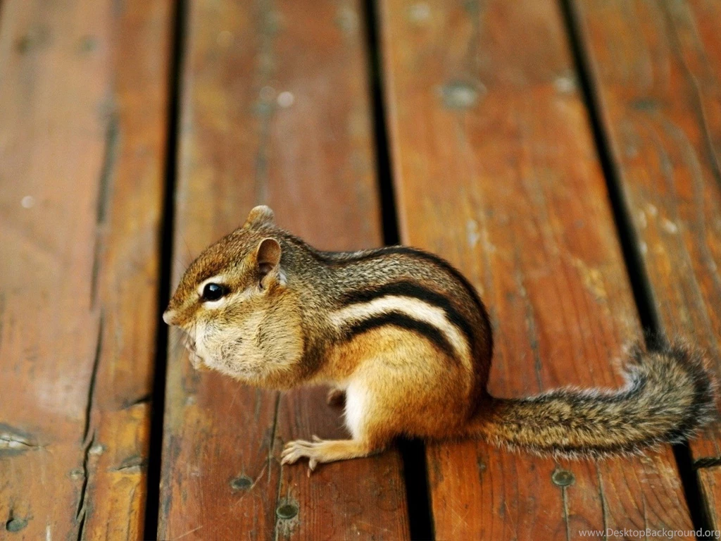 Download The Chipmunk Wallpaper, Chipmunk iPhone Wallpapers ...