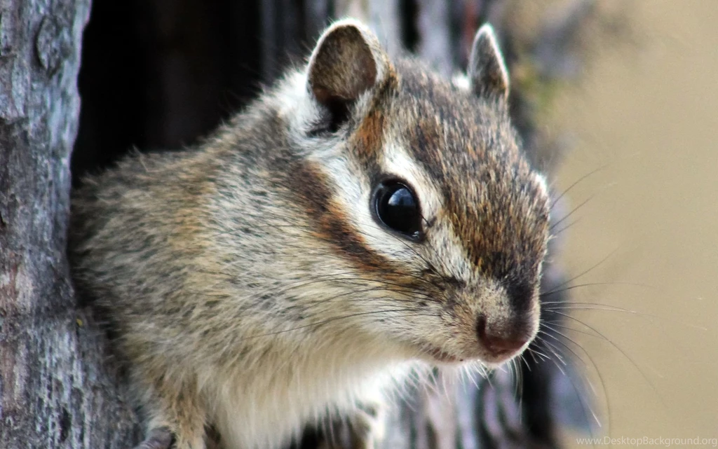 Chipmunk Wallpapers