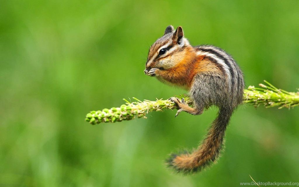 1280x800px 767221 Chipmunk Wallpapers 124.64 KB