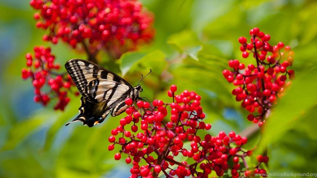 Free Butterfly Wallpapers For Android