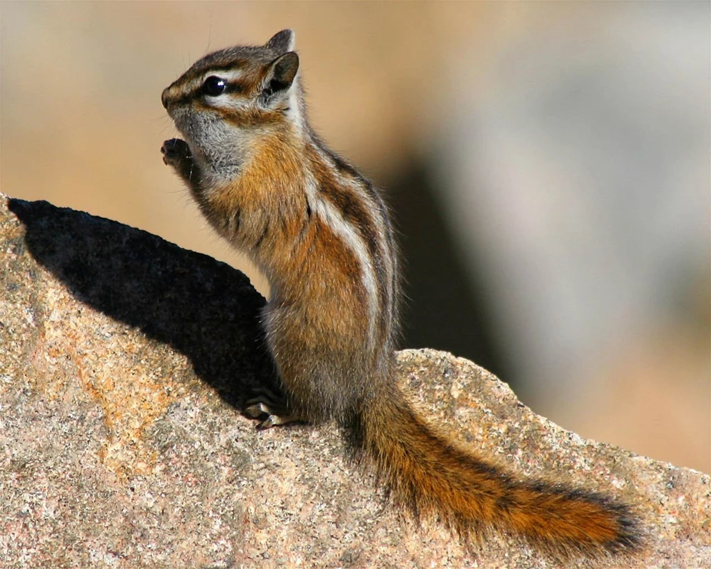 Chipmunk Wallpapers Animals Town