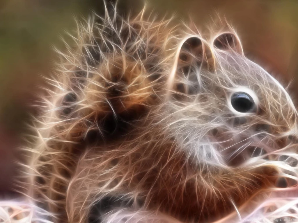 Squirrels Chipmunks Chipmunk Squirrel Fractal Wallpapers ...