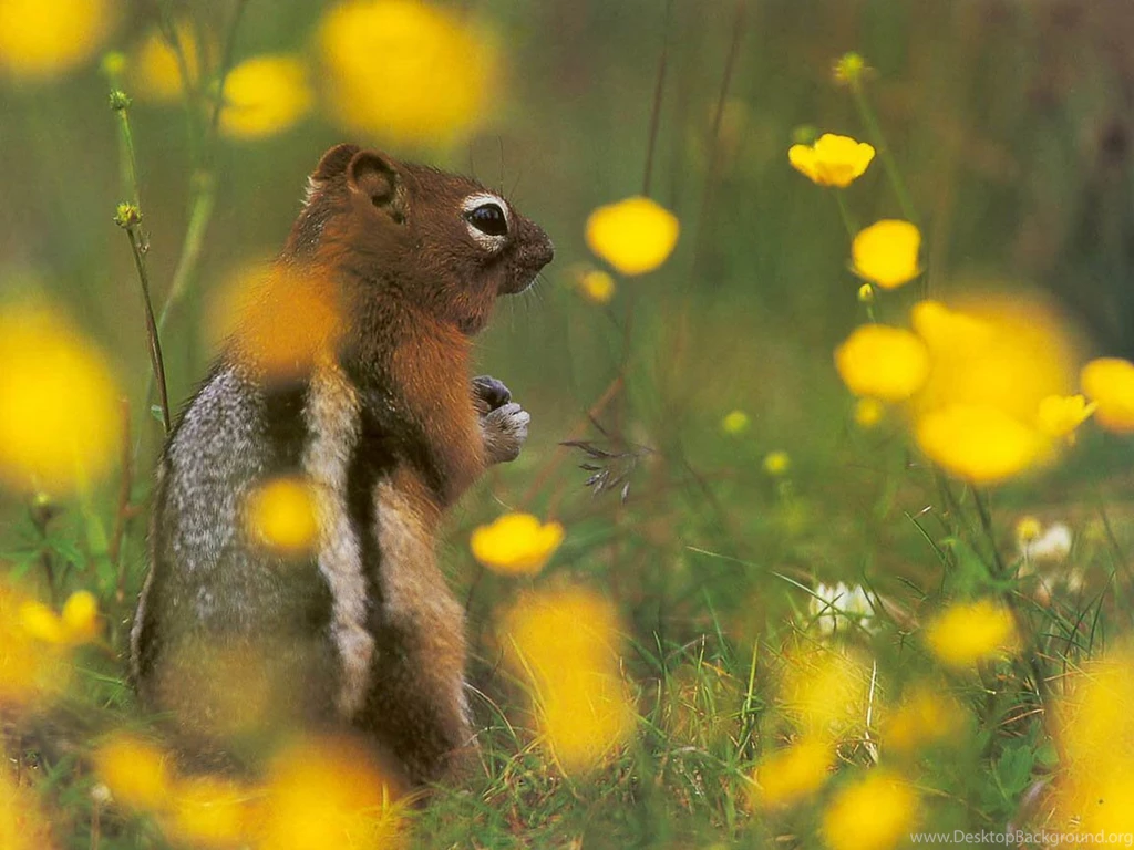 Chipmunk Sitting Up Free Animals Wallpapers Image With Chipmunks