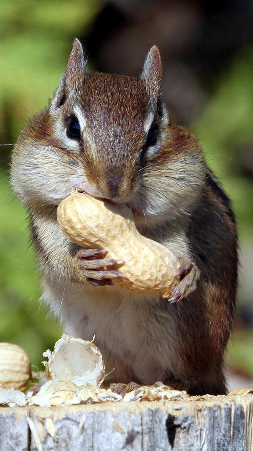 Animal