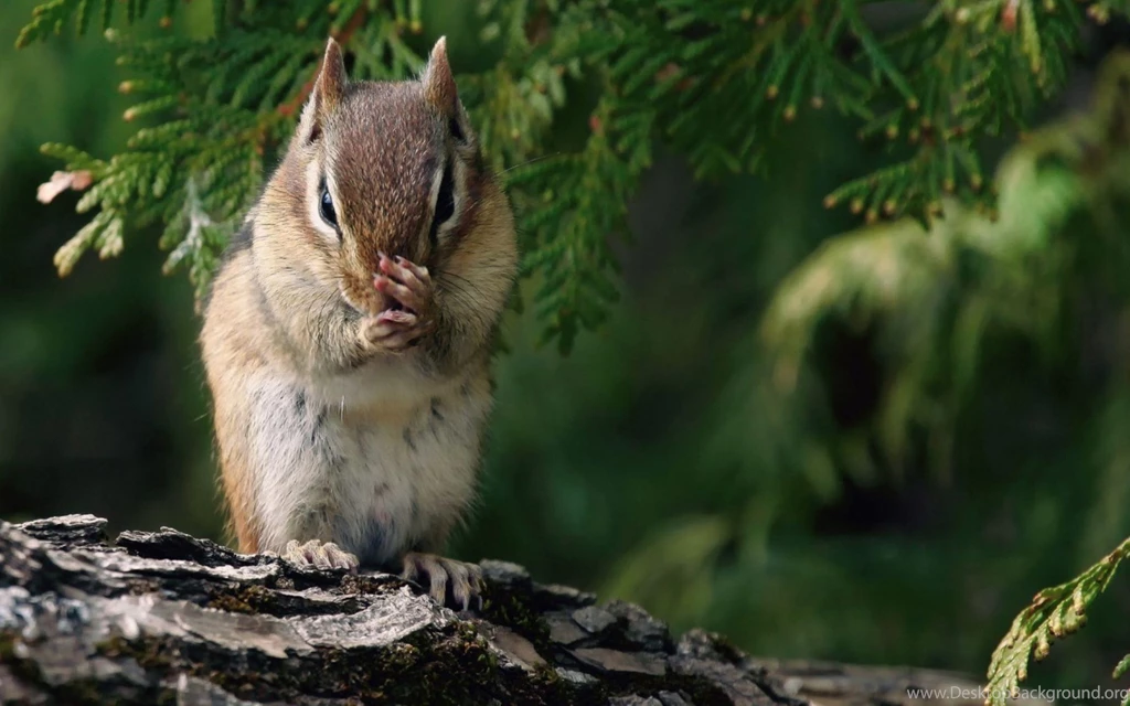 Nice Chipmunk Standing On Wood Wallpapers