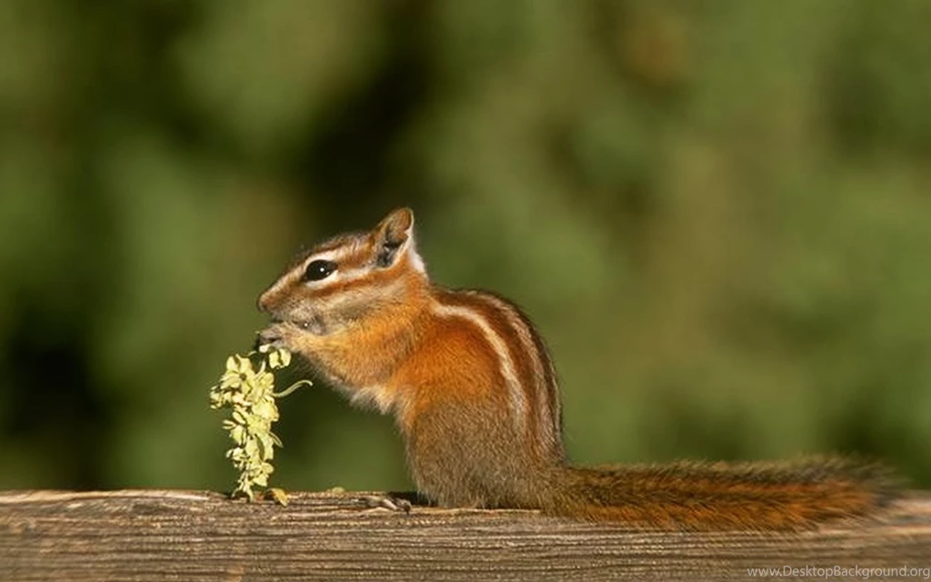 Forest Animals Wallpapers Chipmunk Hd Wallpapers