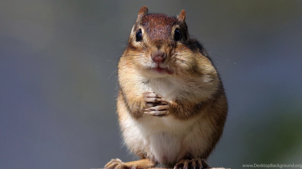 1920x1080 Chipmunk Wallpapers