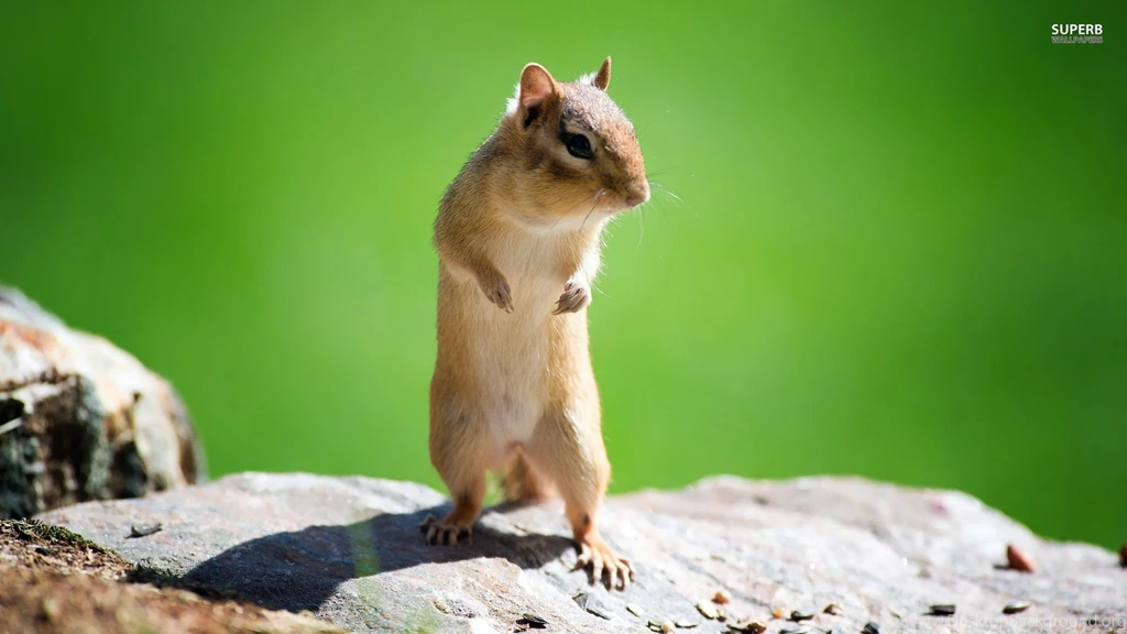 Top Funny Chipmunk Animal Wallpapers