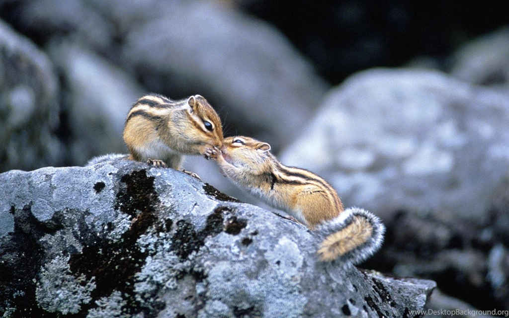 TWO CHIPMUNK WALLPAPER (