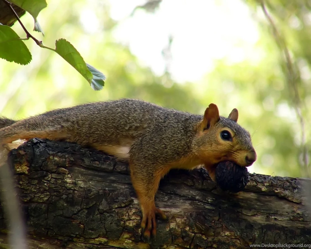 Maritza Craig: Chipmunk Wallpapers