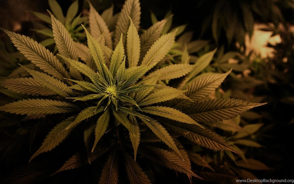Cannabis Marijuana Plants Leaves Drugs 420 Wallpapers