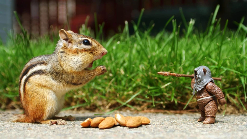 Funny Facebook Animals Desktop